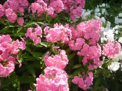 2 x Phlox, rosa und weiß 2 x Phlox, rosa und weiß