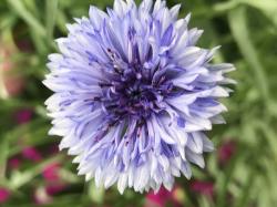 Kornblumenmix Kornblumenmix