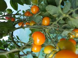 Goldita - süße Cherrytomate Goldita - süße Cherrytomate