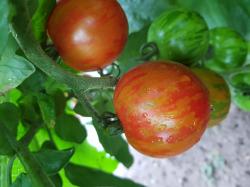 Tomate Tigerella Tomate Tigerella