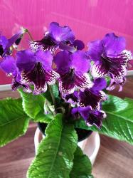 Streptocarpus DS Mushketer + Harlequin Lace Streptocarpus DS Mushketer + Harlequin Lace
