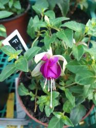 Delta Sarah-winterharte Fuchsie-blau Delta Sarah-winterharte Fuchsie-blau