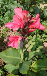 Canna - indisches Blumenrohr Canna - indisches Blumenrohr