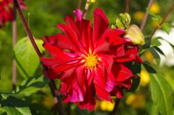 Dahlie, eine Knolle Dahlie, eine Knolle