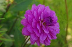 Dahlie, eine Knolle Dahlie, eine Knolle