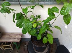 Passionsfrucht- Maracuja Passionsfrucht- Maracuja