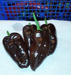 Sweet Hungarian Black Paprika Sweet Hungarian Black Paprika