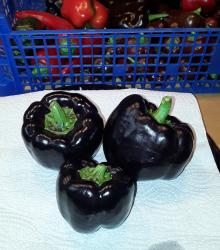 Purple Beauty Paprika Purple Beauty Paprika