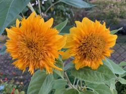 Teddy Sonnenblume Teddy Sonnenblume
