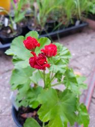 Rote Rosen-Pelargonie Rote Rosen-Pelargonie