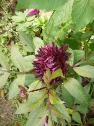 Kaktusdahlie Black Jack Kaktusdahlie Black Jack