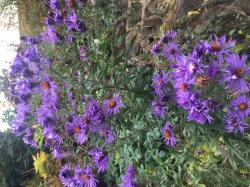 Herbstaster lila Herbstaster lila
