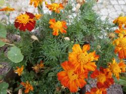 Studentenblume Studentenblume