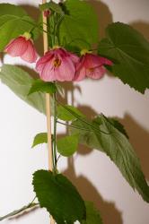 Schönmalve, Abutilon Schönmalve, Abutilon