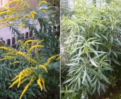 Goldrute + Asia Salat Goldrute + Asia Salat