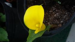 verschiedene Callas verschiedene Callas