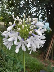 Agapanthus"Queen Mum" weiß-blau Agapanthus"Queen Mum" weiß-blau