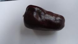 Chili Chilhuacle negro Chili Chilhuacle negro