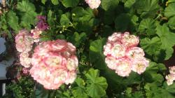 Rosenpelargonie Rosenpelargonie