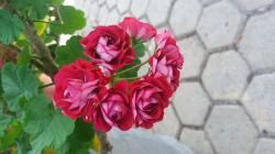 Rosenpelargonie Rosenpelargonie