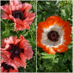 Staudenmohn Picotee & Staudenmohn lachsrosa gefranst Staudenmohn Picotee & Staudenmohn lachsrosa gefranst