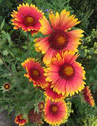 Kokardenblume Kokardenblume