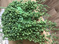 Senecio Rowleyanus Senecio Rowleyanus
