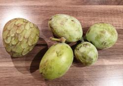 Indianerbanane - 40 frische Samen Indianerbanane - 40 frische Samen