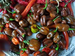 Habanero braun Habanero braun