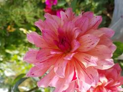Dahlie, Name unbekannt Dahlie, Name unbekannt