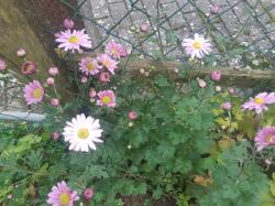 winterharte Chrysantheme -hoch-rosa winterharte Chrysantheme -hoch-rosa