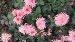 Knolle dieser schönen Kaktusdahlie Knolle dieser schönen Kaktusdahlie