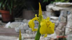 Sumpfschwertlilie Sumpfschwertlilie