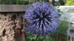 Kugeldistel Kugeldistel