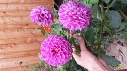 Knolle dieser schönen pinken Balldahlie Knolle dieser schönen pinken Balldahlie