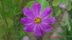 Cosmea Cosmea