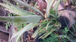 3 x Aloe Vera Jungpflanzen 3 x Aloe Vera Jungpflanzen