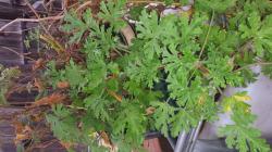 Stecklinge der Zitronenpelargonie Stecklinge der Zitronenpelargonie