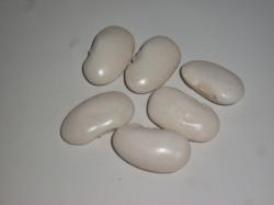 Griechische weiße Riesenbohne (Fasolia gigantes) Griechische weiße Riesenbohne (Fasolia gigantes)