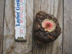 Amorphophallus konjac, Teufelszunge Amorphophallus konjac, Teufelszunge