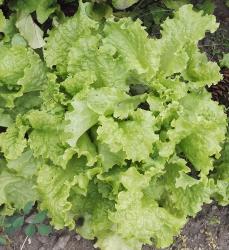 Metersalat Metersalat