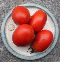 Birnentomate Birnentomate