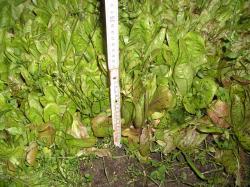 Forellenschluss Römersalat Forellenschluss Römersalat