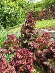 Pflücksalat Lollo Rosso Pflücksalat Lollo Rosso
