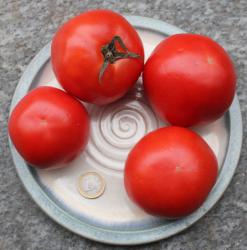 Tomate RAF Tomate RAF