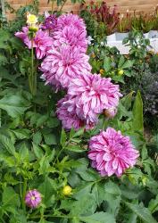 2 verschiedene Dahlien 2 verschiedene Dahlien