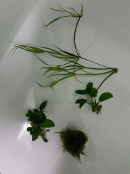 Kleines Pflanzenpaket fürs Aquarium Kleines Pflanzenpaket fürs Aquarium