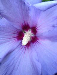 Hibiskus Hibiskus