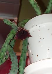 Aasblume Huernia striata Aasblume Huernia striata