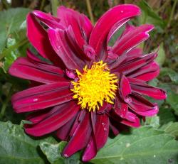 Dahlienknollen - weinrote Blüte Dahlienknollen - weinrote Blüte